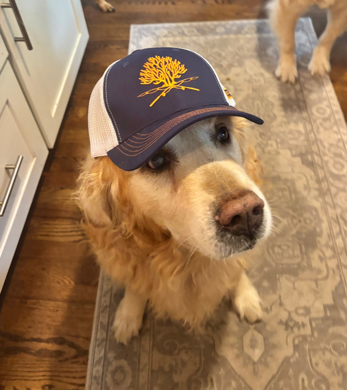 Golden retriever wearing the Signature Reef & Rods navy trucker hat